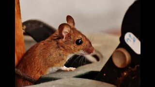 Man plays cat and mouse in his own house