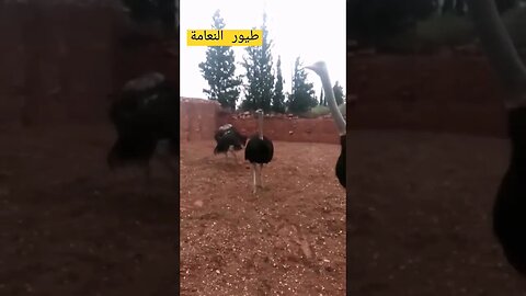 محبي طيور النعام كيوت روعة مرحبا