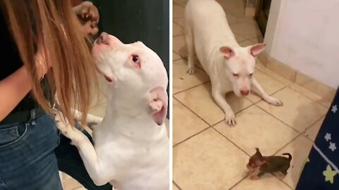 Gentle Pup Introduced To New Chihuahua Puppy Addition
