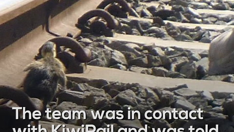 Gaggle of Ducklings Saved off Train Tracks