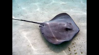 Stingray loves to play hide-and-seek