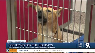 Pima Animal Care Center asks community to open hearts and homes to fosters over the holidays