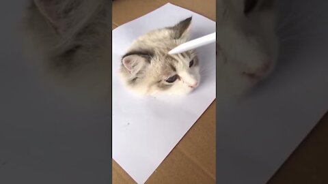 Real Cat or a Drawing? What do you think?