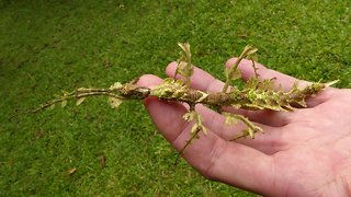 Intelligent Moss-Mimicking Stick Insect In Ecuador