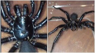 En kvinde finder en af Australiens mest dødbringende edderkopper