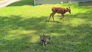 Fawn Is Checking Out My Cat