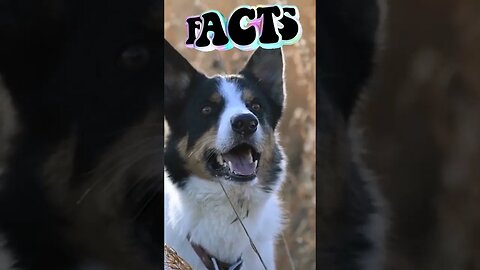 Interesting facts about puppies and dogs l puppy l dog l #amazingfacts #puppy #dog #ytshorts #shorts