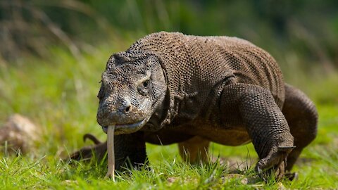 This is the Komodo Dragon - wild animal