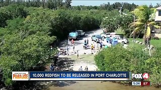 10,000 redfish will be released in Charlotte County