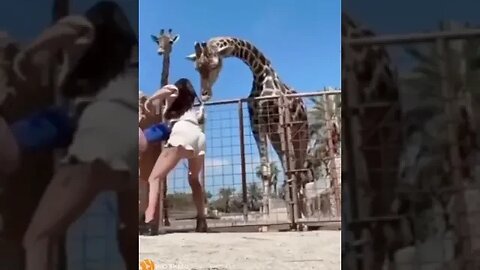 Feeding a Giraffe GONE WRONG