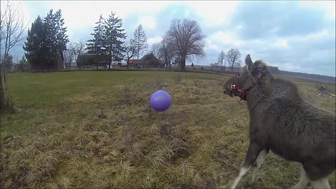 Moose Calf Plays With Giant Toy Ball
