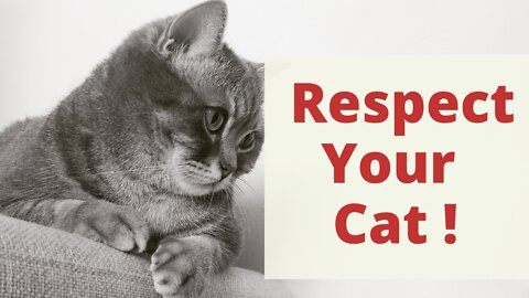 Respect Cat's Independence And Win Cat's Heart. Why Are Cats So Independent? Learning About Cats.
