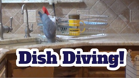 Einstein the Parrot goes dish diving in kitchen sink