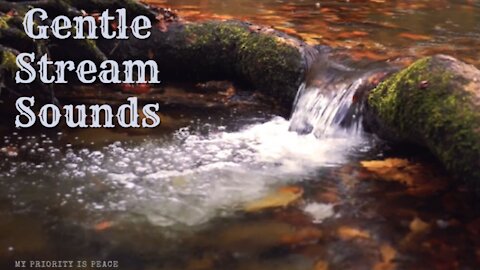 Gentle Stream Flowing Over An Old Tree Branch | Nature | White Noise | Soothing