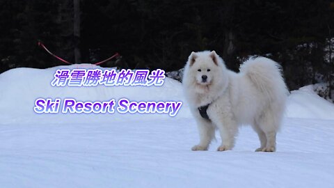 Ski resort, Samoyed Senba came to his favorite place滑雪勝地,薩摩耶犬森巴最喜歡的地方