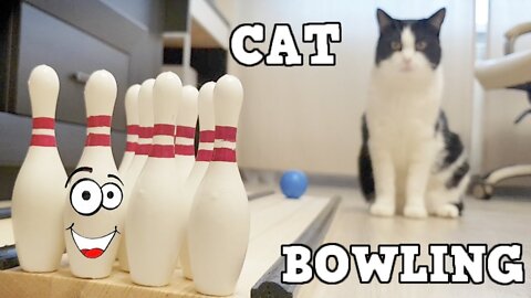 cats playing bowling