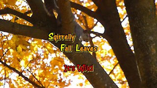 Squirrelly Fall Leaves