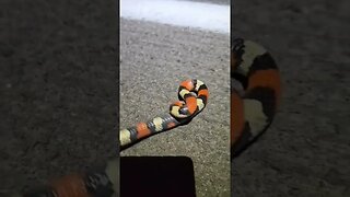 Everglades scarlet snake