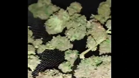 Harvest video 1 of 2