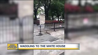 Ducks breach White House security