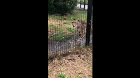 Cheetah in confusion