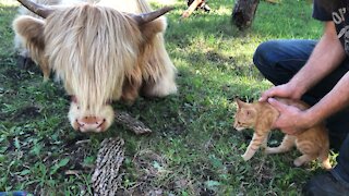Kitten meets cow for the first time!