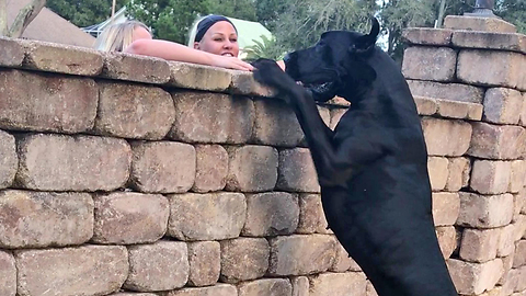 Funny Great Dane Checks Out The Neighbors