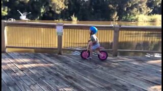 Morsom liten gutt jager etter fugler på balanse sykkel