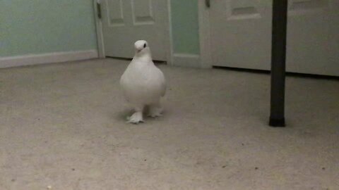 Pet pigeon puts himself to bed early