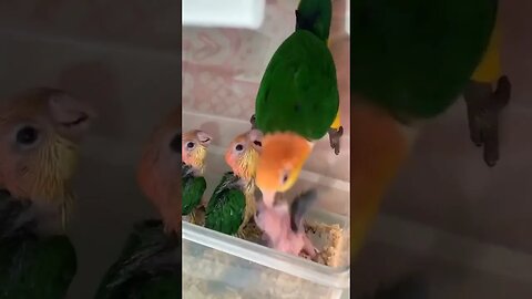 Caique Parrot With Her Babies l #shorts l #caiqueparrots l @BikisAviary