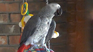 Talking parrot asks squirrel to speak with him