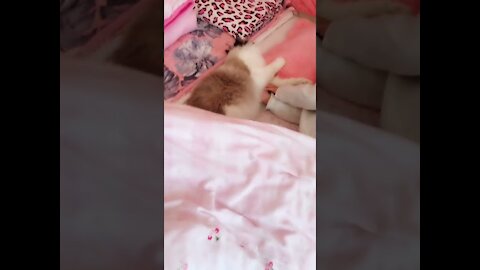 cat sleeping with a baby