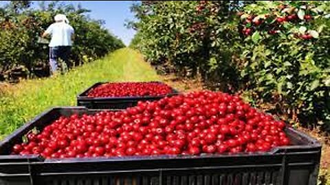 Cherries Harvest by hand and Harvest by machine - Cherry sorting and packaging Factory
