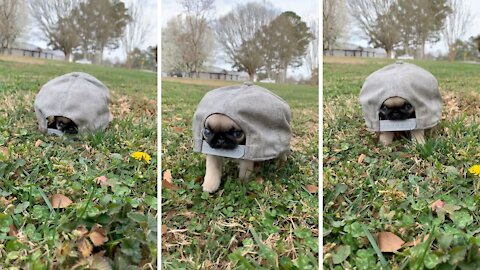 Frank woke up today and decided to become a turtle 🐢😂🧢