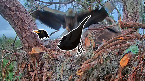 Black Bird Black Bird, Where's Your Head? Bald Eagle Eats Black Bird/Crow