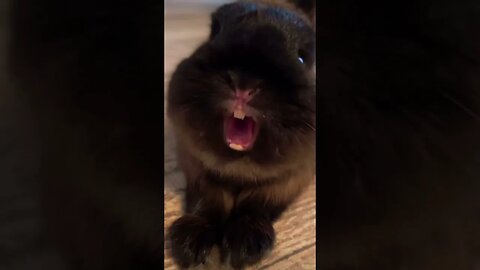 Laughing rabbit😂🤣🐰 (OMG so funny please get this viral) #shorts #subscribe #viral #laughing #cute