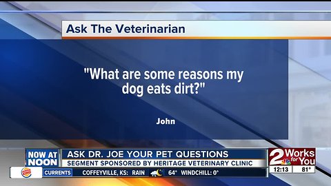 Ask Dr. Joe: Sweetie the Yorkie Terrier