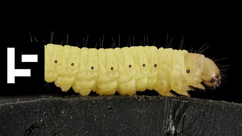 The Little Wax Worm Might Solve Our Great Big Plastic Problem