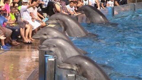 Dolphin Days (Full Show) at SeaWorld San Diego