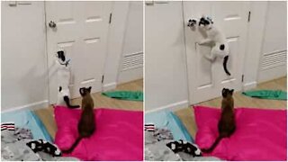 Gatto intelligente sa come usare la maniglia della porta