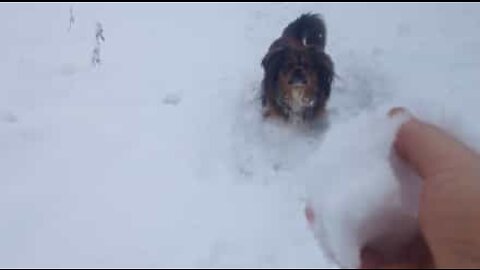 Cão é iludido pelo dono ao tentar pegar bolas de neve