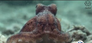 https://www.wptv.com/news/protecting-paradise/meet-octo-girl-the-fau-researcher-studying-the-octopus