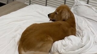 Ecstatic Golden Retriever Can't Contain His Excitement