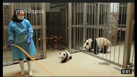 Panda keeper gives the cub back to his mum