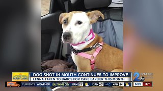 Dog shot during home invasion on the mend
