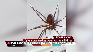 Spike in Brown Recluse Spider sightings in Michigan