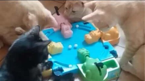 Nyfikna katter leker "Hungry Hungry Hippos"