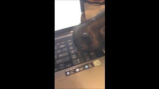 Micro piglet plays on owner's laptop