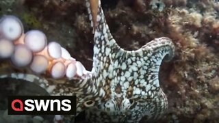 Moment cheeky octopus grabs diver's video camera and REFUSES to let go