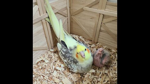 Mommy is feeding her baby cocktiel